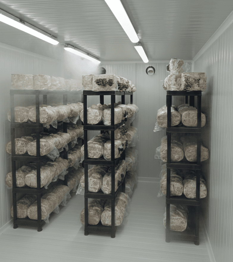 Swiss mushroom production