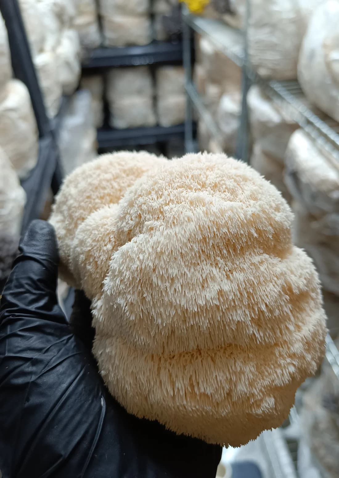 Lion's Mane detail